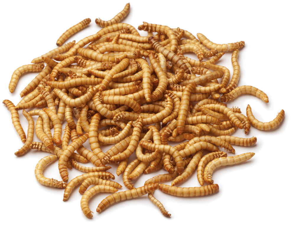 Mealworms Reptile Food