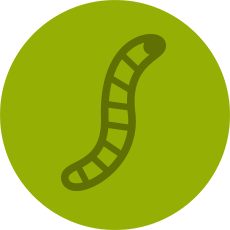 Giant Mealworms