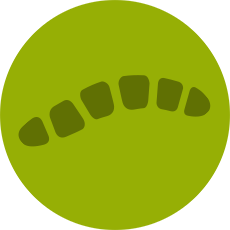 Zophobas Worms
