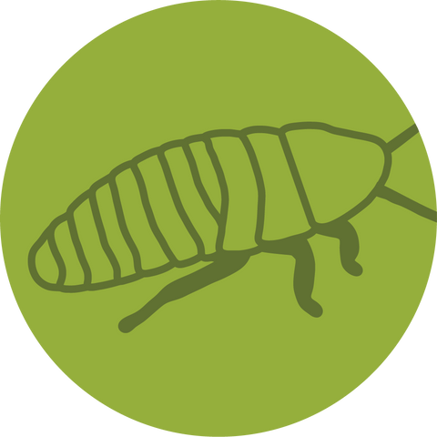 Dubia Roaches