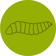 Black Soldier Fly Larvae