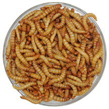 Giant Mealworms – Reptile Food